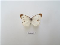 藏品(緣點白粉蝶)的圖片